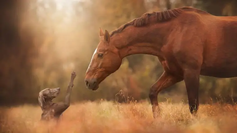 A modern lovak távoli őseinek patás lábujjai lehettek