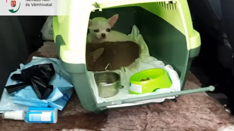 A pénzügyőrök a rajkai határátkelőnél egy autóbuszban négy különböző fajtájú kiskutyát, és egy cicát fedeztek fel. Fotó: videórészlet