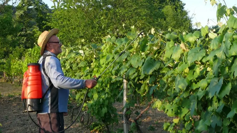 A szőlő növényvédelmi munkái virágzás után