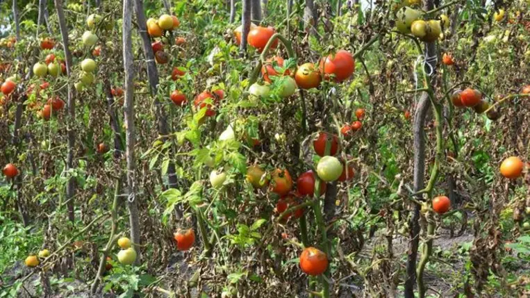 Időszerű kórokozók megjelenése a zöldségtermesztésben (2.) - A paradicsom fitoftórás megbetegedése