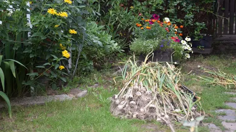 Július a fokhagyma betakarításának hónapja. Fotó: Kovács Elemér