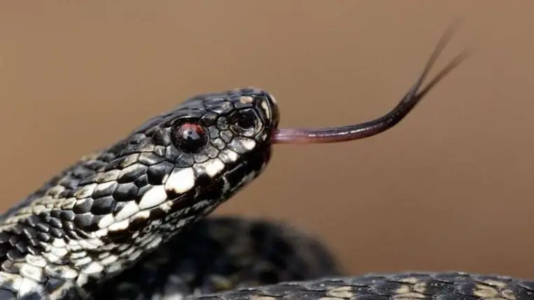 Kígyómarás. Illusztráció