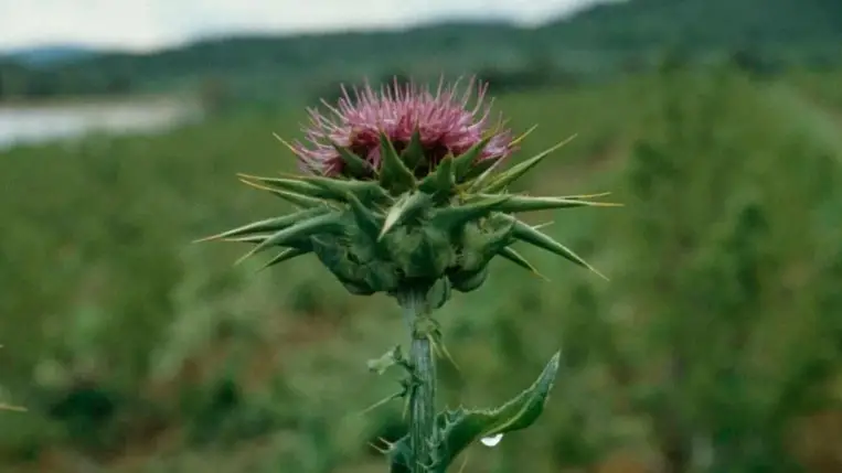 A máj meghálálja: mit tud a máriatövis?