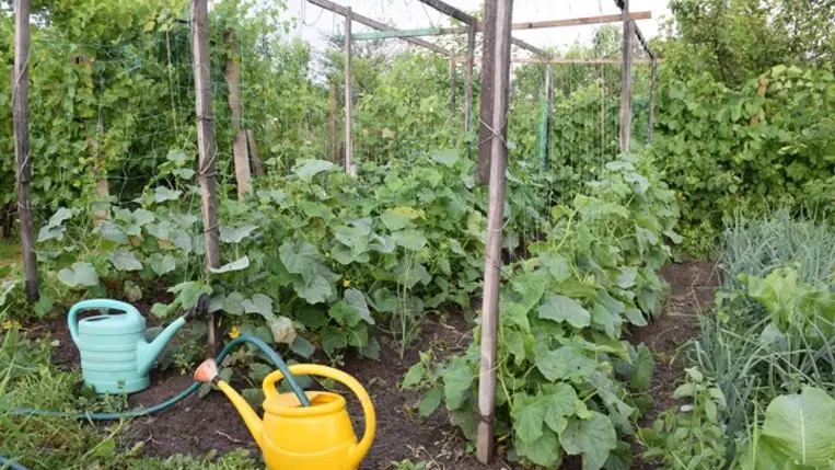 Öntözés korszerűen - Legjobb, ha a kora reggeli órákban locsolunk