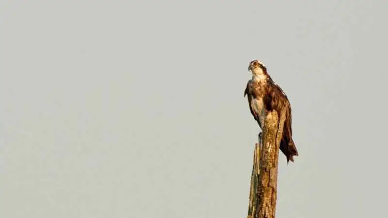 Több mint 1200 kilométert tett meg a fiatal halászsas 