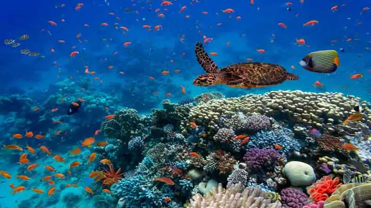 Óramű pontossággal növekszik a tengeri biológiai sokféleség