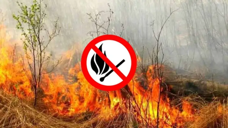 Tilos az erdők látogatása Kárpátalján