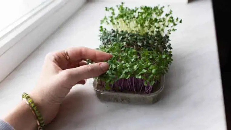 A természet antibiotikuma – ismered a vízitormát?