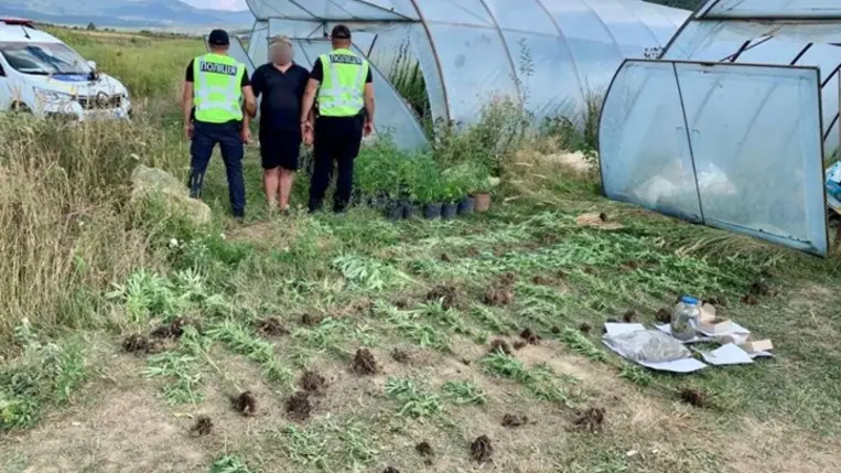 Fóliasátorban termesztett kendert egy kárpátaljai férfi. Fotó: Nemzeti Rendőrség
