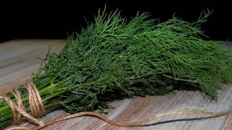 Kapor, az elfeledett csodaszer