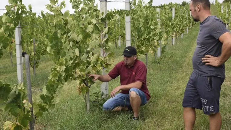A szüreti időpont kiválasztása