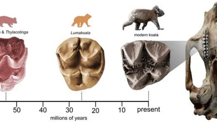 Elképesztő felfedezést tettek az ausztrál kutatók