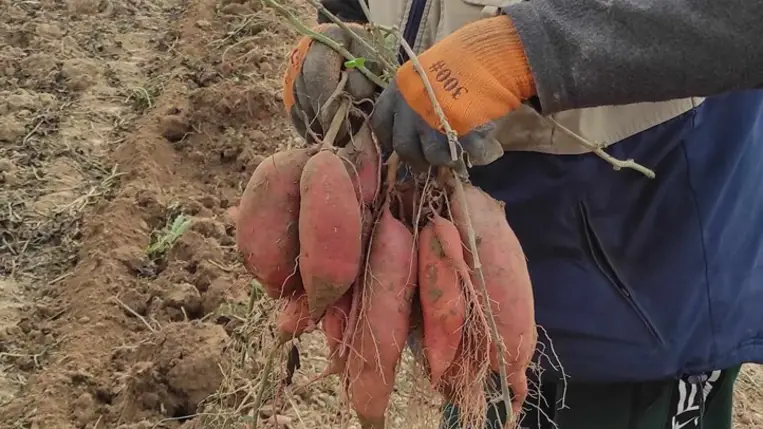 Az édesburgonya (batáta) betakarításának folyamatai