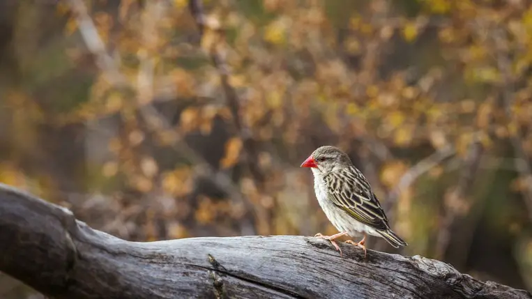 Madarak millióit ölték meg, hogy védjék a rizsföldeket