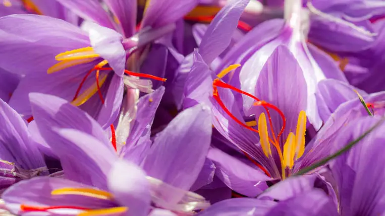 Ezért drágább az aranynál is a világ legértékesebb fűszere