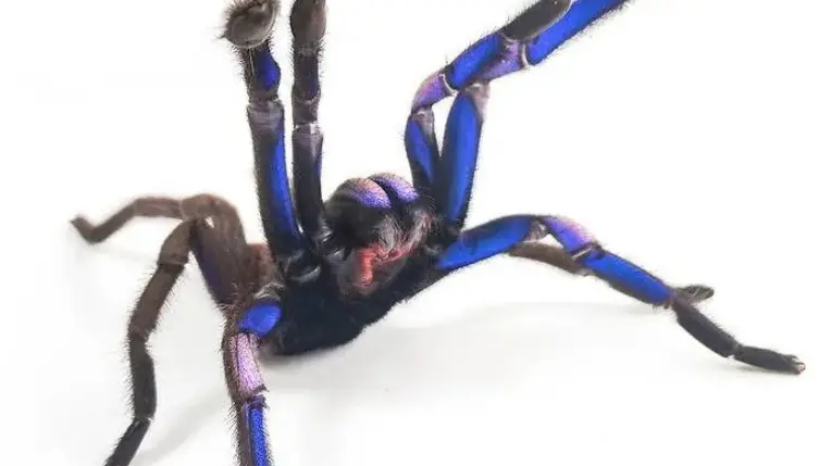 Új tarantulát fedeztek fel Thaiföldön
