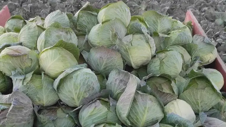 A szabadföldi fejes káposzta őszi betakarítása, tárolása és felhasználhatósága
