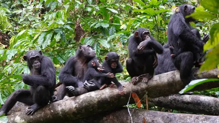 Hihetetlen katonai taktikákat alkalmaznak a csimpánzok