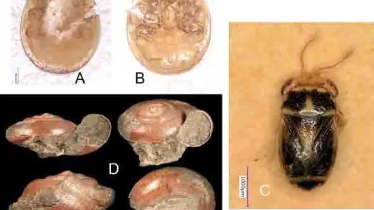 Három új fajt neveztek el Petőfi Sándor emlékére