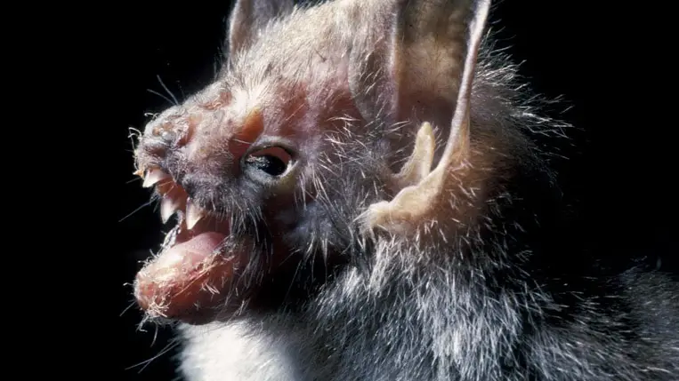 Az igazi vámpírok valójában mutánsok