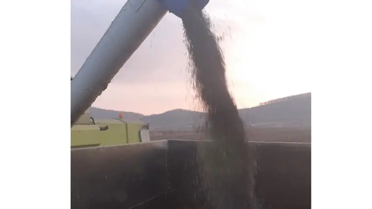 Az év utolsó napján is aratnak Kárpátalján: A kukorica, a napraforgó egy része levágatlan