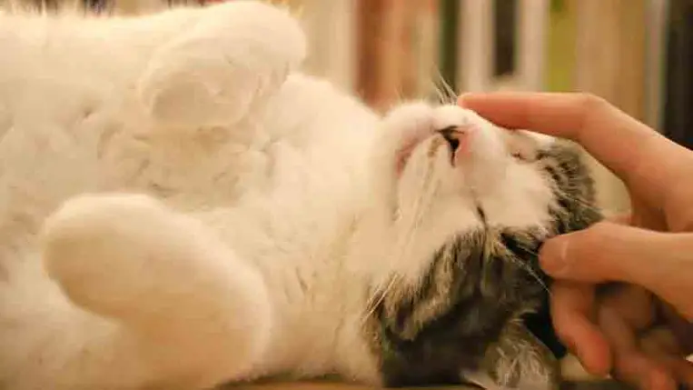 Megdöbbentő felfedezés: valóban gyógyít a macskadorombolás