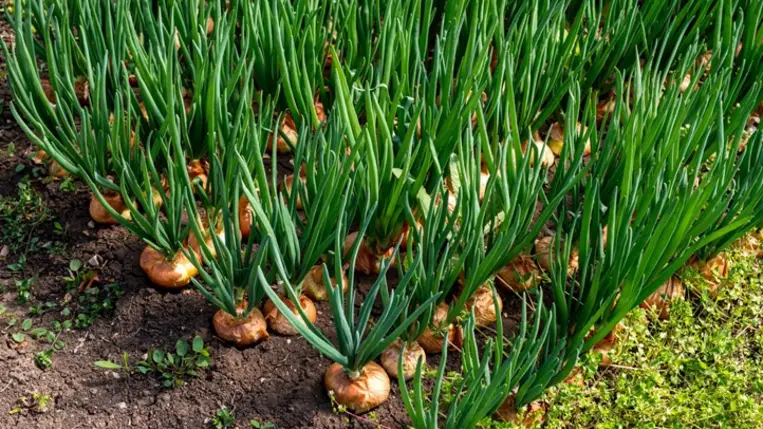 Legkorábbi zöldségek a fóliasátrakban - A zöldhagyma hajtatása (1.)