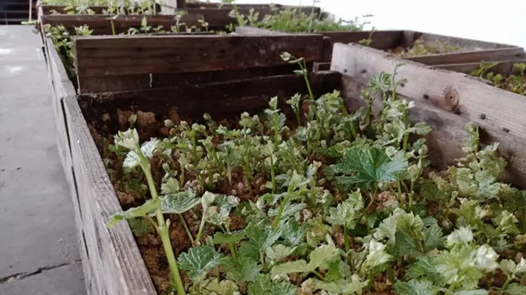 A szőlő szaporításának számos módja ismert. 