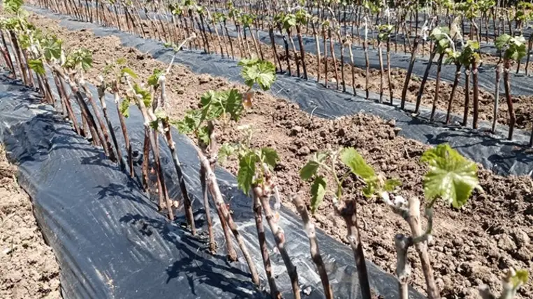 A szőlő szaporítása