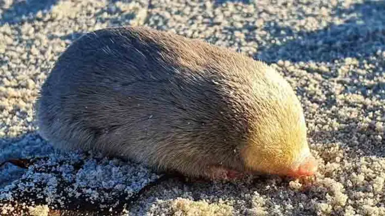 Kihaltnak hitték, de most újra felbukkant az aranyvakond