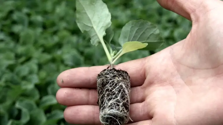 A korszerű mezőgazdaság jelenleg a precíziós gazdálkodás irányába halad. 