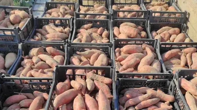 A batáta az egyik legjelentősebb élőmunkaráfordítást igénylő kultúra. Fotó: Nagy Csaba