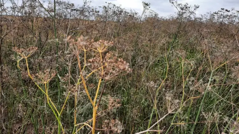 Hazánk harmadik legjelentősebb zöldségféléje az édeskömény