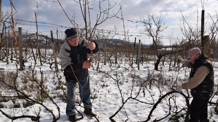 Klímaváltozás idején mikor metsszük a szőlőt?