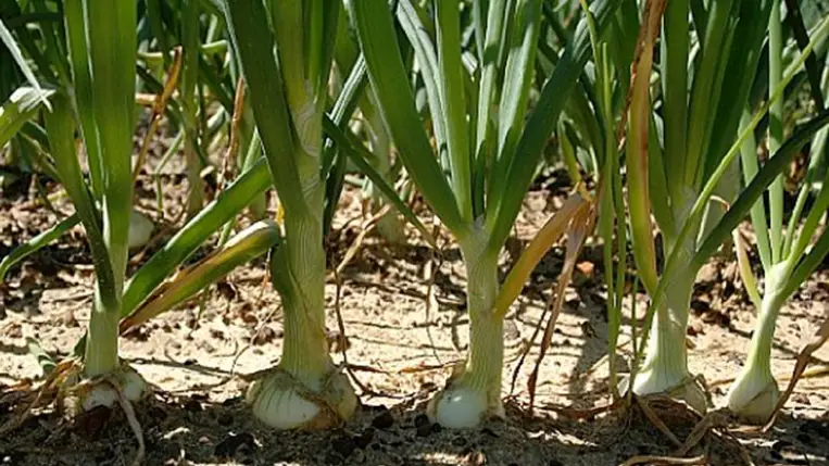 Legkorábbi zöldségek a fóliasátrakban:  A zöldhagyma hajtatása (2.)