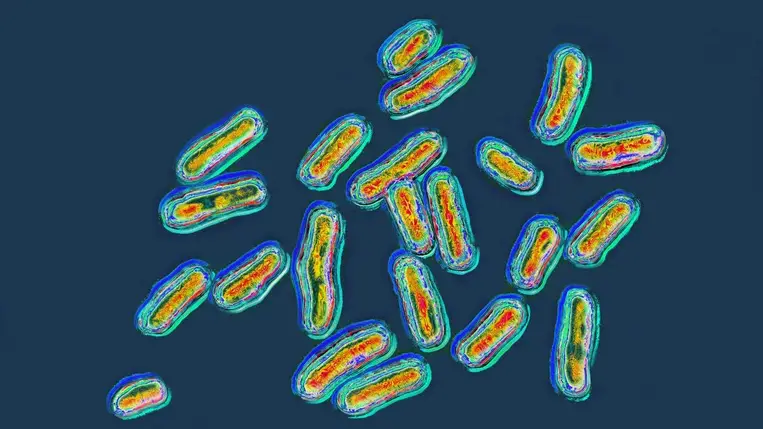 Gyilkos baktériumok jöhetnek, itt az előrejelzés 
