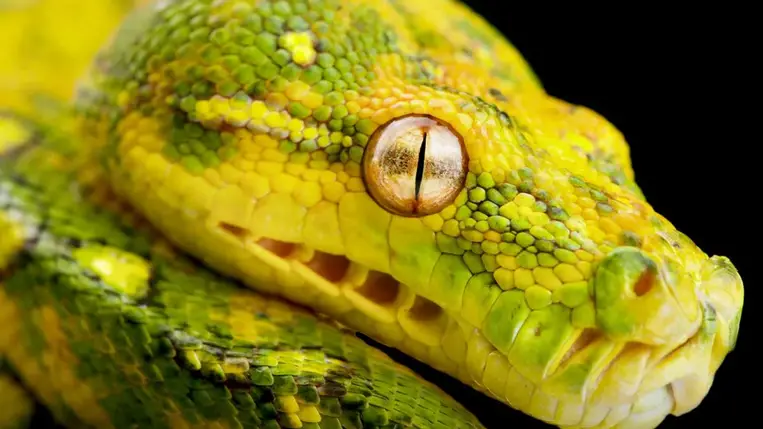 Tizenöt méteres óriáskígyó tartotta rettegésben Indiát 