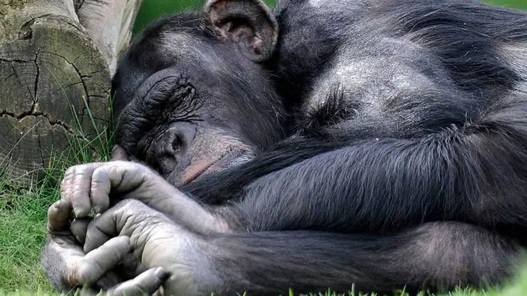 Az Afrikában élő emberszabású majmok több mint harmadát veszélyezteti a bányászat 