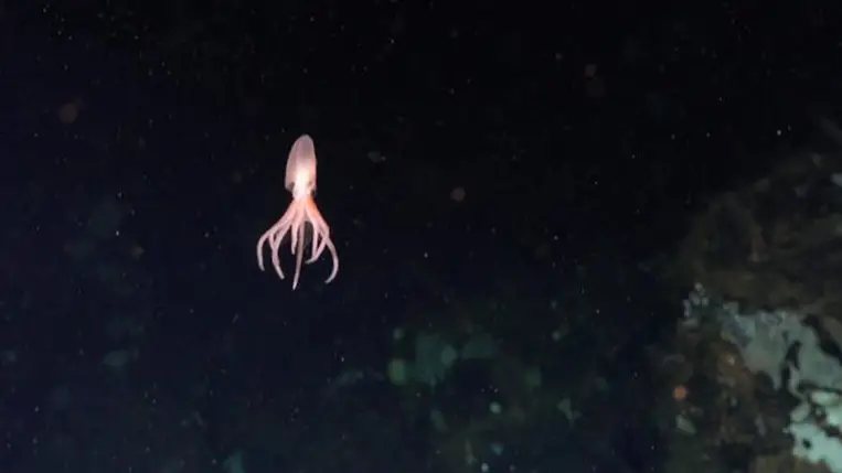 Eddig ismeretlen mélytengeri fajokat fedeztek fel a tudósok