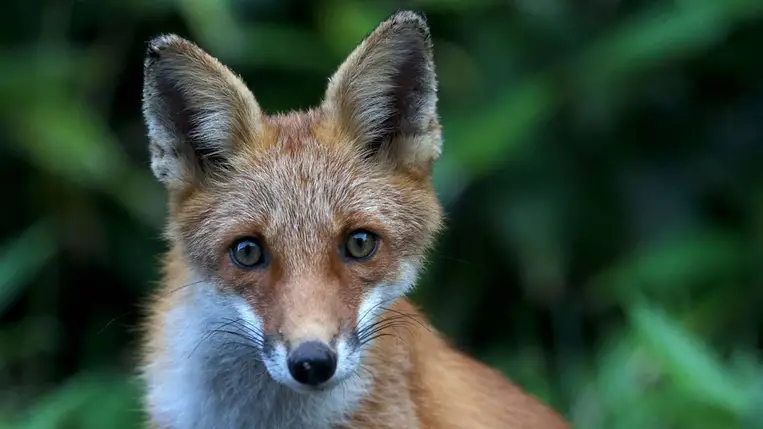 Egykor háziállatként tarthatták a rókákat 