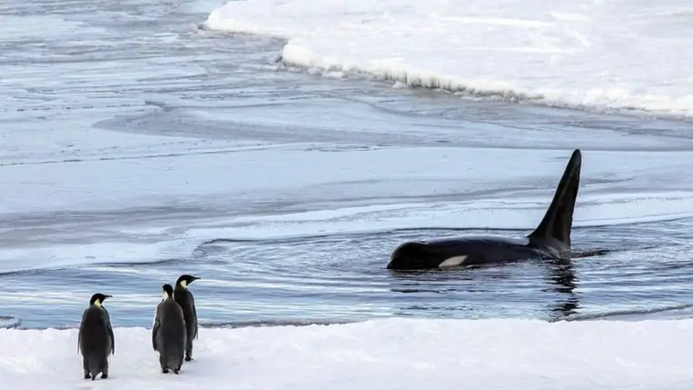 Még nem késő megmenteni a nyugat-antarktiszi jégtakarót 