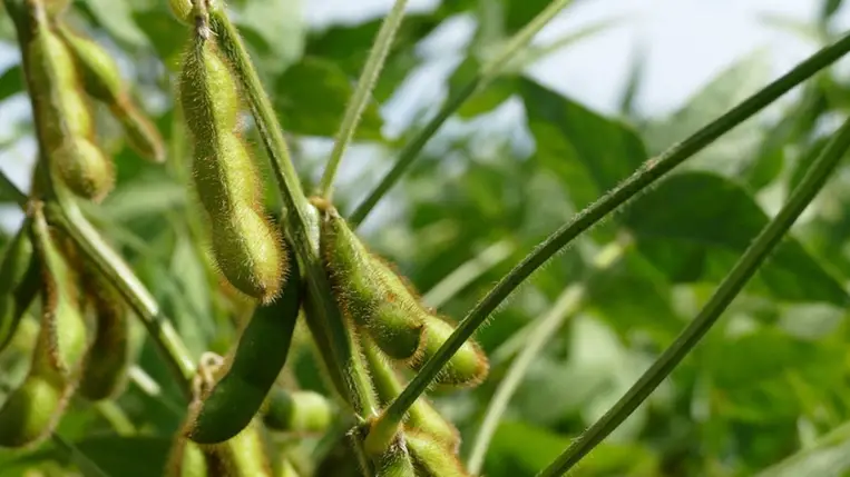 A szója termesztése