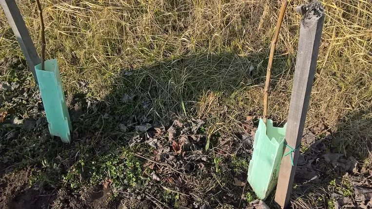 Szőlő ültetése, pótlása a tavaszi időszakban