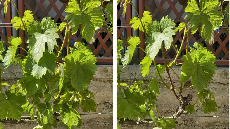 Korai fakadás, kezdődnek a zöldmunkák