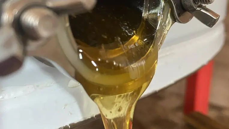 Méhészet: jól fizet az akác - Vevő kerestetik. Fotó: Kárpátinfo/Kovács Elemér