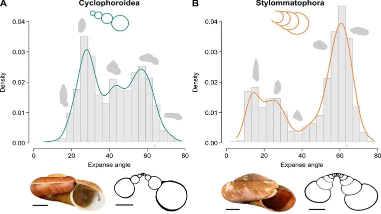 A szárazföldi csigák ismerik a gazdaságos házépítés titkát 
