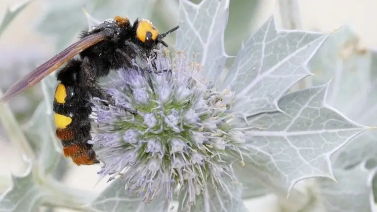 Ne féljünk a tőrösdarazsaktól, nem bántják az embert 