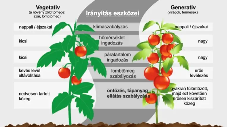 Egyensúlyozás a paradicsomtermesztésben - Termést is neveljünk, ne csak lombot!