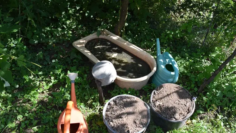 Tápoldatozás baromfitrágyával - Saját kútfőből. Fotó: Kárpátinfo/Kovács Elemér