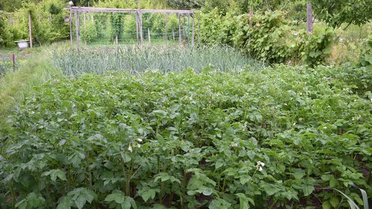 Meteorológia 2024: május - Kaptunk elég aranyat érő esőt. Fotó: Kárpátinfo/Kovács Elemér